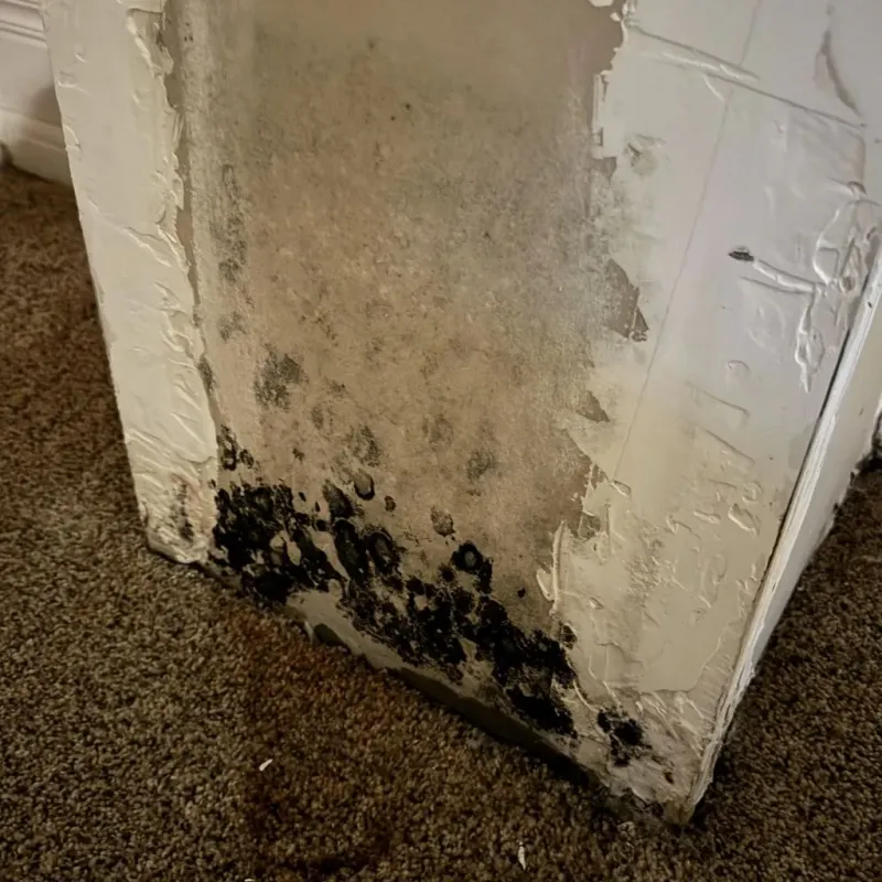 Professional Mold Removal in Trimble County, KY